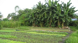 N0032- ĐẤT Ở HIỆP THẠNH, ĐỨC TRỌNG,  LÂM ĐỒNG